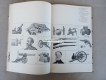 Buch, Geschichte der Waffe