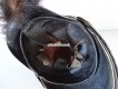 Kavallerie Dragoner Raupenhelm Ord. 1852 Solothurn